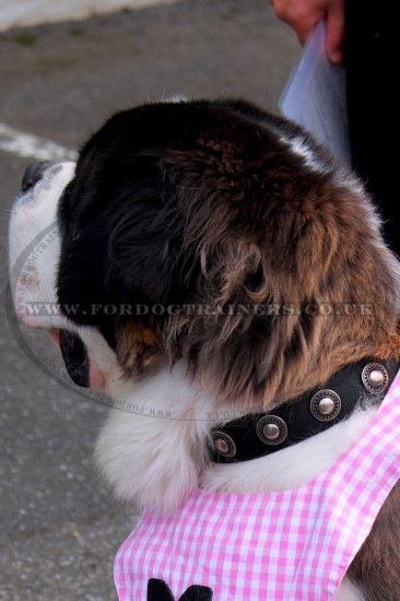 Designer Nylon Dog Collars with Luxury Silver-Like Conchos