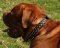 Dogue de Bordeaux Collar for Large Dog | Dog De Bordo Collar