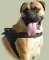 Bullmastiff Harness UK Bestseller | New Dog Harness with Handle