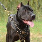 Royal Dog Harness for Pit Bull Terrier