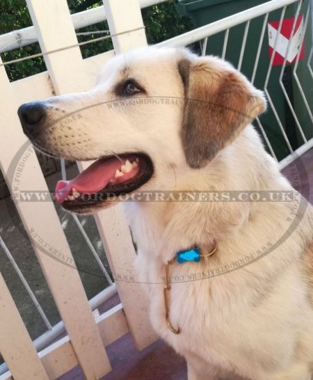 Brass Fur Saver Collar | Best Dog Training Collar