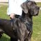 Great Dane Harness for Dogs Training | Strong Dog Harness