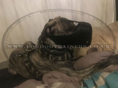 Bullmastiff Muzzle for K9 Dogs | Leather Dog Muzzle New Improved