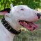 Luxury Dog Collar for English Bull Terrier | Spiked Dog Collar