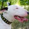 New Dog Collars for English Bull Terrier Brass Plated