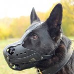 German Shepherd Muzzle Size for K9 Dog Training