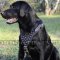 Labrador Harness for Medium and Large Dog Walking, Spiked Design