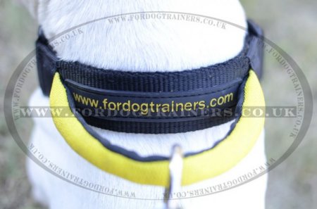 Nylon Dog Collar with Handle for Bull Terrier Control