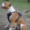 Padded Leather Dog Harness for Comfort and Style of Your Staffy!