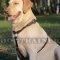Luxury Leather Dog Harness for Labrador Walking