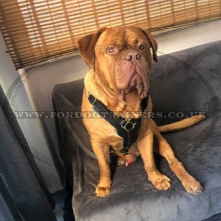 Large Leather Dog Harness UK Bestseller K9 Padded