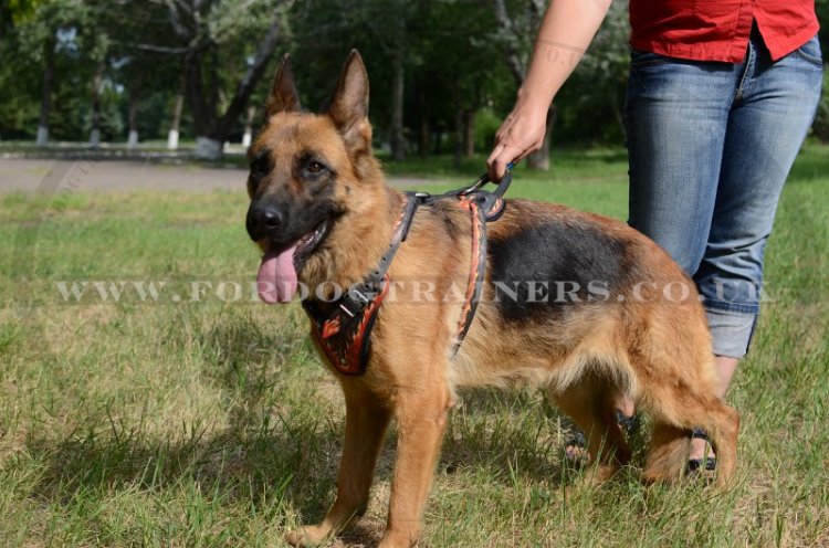 The Best Harness for German Shepherd UK "Flame"-Painted Design