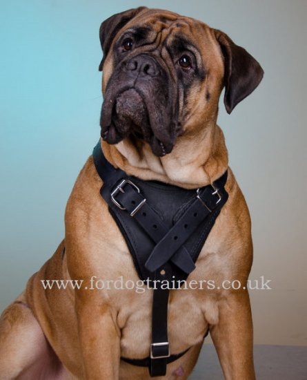 The Best Choice of Leather Dog Harness for Bullmastiff Training!