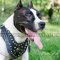 American Staffordshire Terrier Dog Harness | Luxury Dog Harness