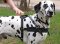 Dalmatian Tracking Dog Harness | Weight Pulling Dog Harness