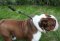 English Bulldog Choke Collar | Round Leather Silent Dog Collar