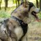 Siberian Husky Harness Padded | Bestseller Dog Harness for Husky
