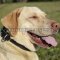 Labrador Collars UK Classic Design | Leather Dog Collar for Lab