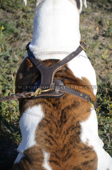 Designer Dog Harness for American Bulldog - Best Choice!