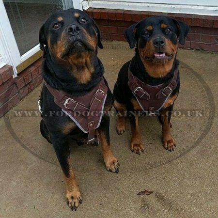 Dog Harness for Rottweiler Training, Agitation and Attack