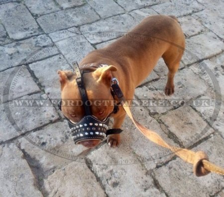 Padded Royal Nappa Leather Dog Muzzle with Studs