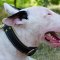 Soft Dog Collar for English Bull Terrier | Padded Dog Collar