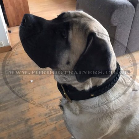Braided 2 Ply Leather Dog Collar Brass Fittings Heavy Duty XL