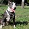 Bull Terrier Leather Dog Harness | Leather Dog Harness for Dogs