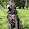 Mastino Napoletano Dog Harness | Designer Dog Harness "American"
