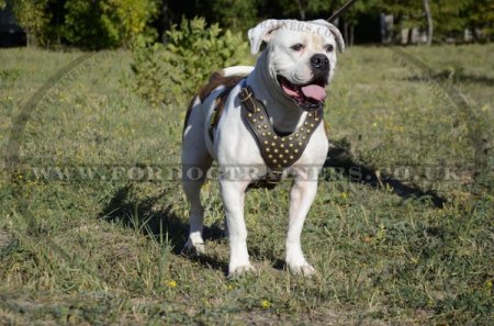 Designer Dog Harness for American Bulldog - Best Choice!
