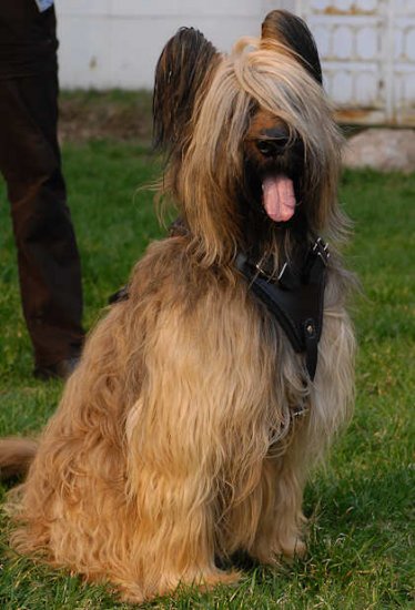 Briard Harness UK Bestseller | Leather Dog Harness for Briard