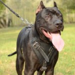 Pitbull Training Harness for K9 Dogs | Pitbull Harness, Padded