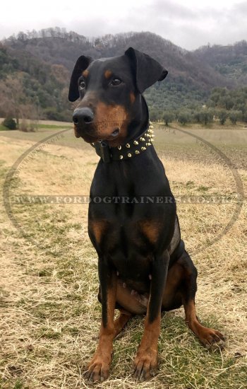 NEW Brass Spiked Dog Collar Hand Made for Luxury Dog Style