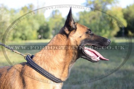 Braided Leather Dog Collar for Belgian Shepherd