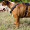 English Bulldog Harness UK BEST Leather | Walking Dog Harness