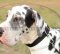 Strong Nylon Large Dog Collar for Great Dane Training & Walking
