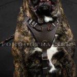 Leather Dog Harness for Cane Corso | Dog Harness with Handle UK