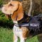 Beagle Harness UK | Reflective Dog Harness for Small Dogs