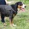 Perfect Dog Harness for The Great Swiss Mountain Dog!
