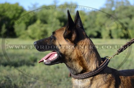 Braided Leather Dog Collar for Belgian Shepherd