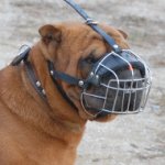 Shar Pei Muzzle Best Choice for Comfort and Safety of Your Dog!