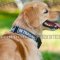 Dog Collar for Service Dogs, K9 Dogs