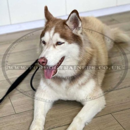 2-6 Foot Leather Dog Leash for Large Dogs Best Seller