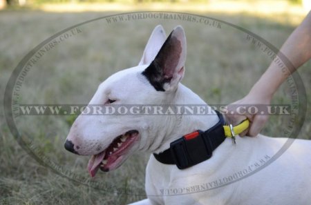 Nylon Dog Collar with Handle for Bull Terrier Control