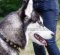 Puppy Leather Dog Collar for Akita Husky | Studded Dog Collar 1"