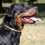 Rottweiler Collar for Dog Style, Brass Plated Design