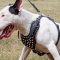 English Bull Terrier Harness Studded Design