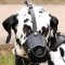Dalmatian Muzzle, Leather | Soft Dog Muzzle, Felt Padded