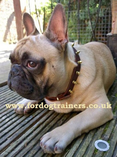 French Bulldog Walking Collar with Brass Spiked Design