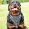 Dog Harness for Rottweiler Training, Agitation and Attack
